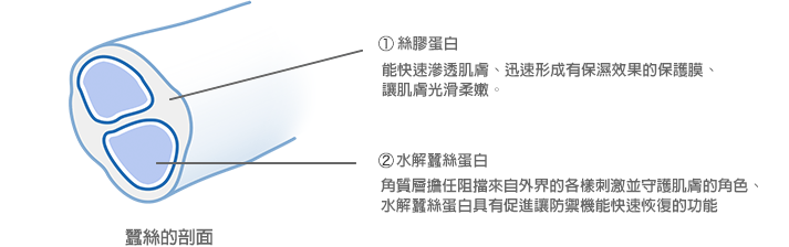 ①セリシン人の肌になじみやすく、保護膜をつくって保湿効果を発揮すると言われ、肌をなめらかな使用感触にします。 ②加水分解シルク角層は肌を外界からのさまざまな刺激から守る働き（バリア機能）を担っており、加水分解シルクはそのバリアの回復を促進する作用があると言われています。